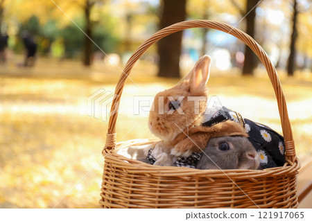 Ginkgo carpet and rabbit 121917065