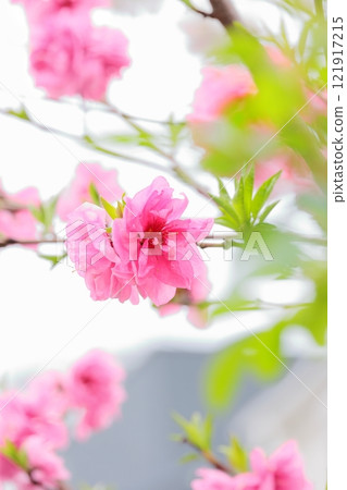 Close-up of peach blossoms at the Nigaryo Canal, Nakahara Ward, Kawasaki City, vertical position Close-up of peach blossoms at the Nigaryo Canal, Nakahara Ward, Kawasaki City, vertical position 121917215
