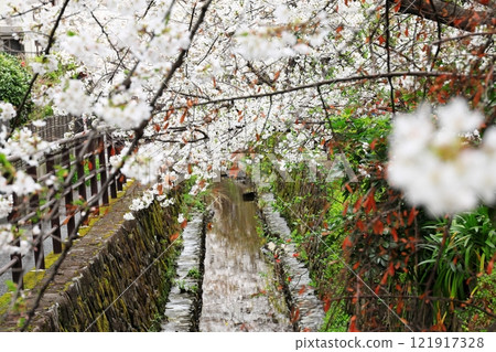 Cherry blossoms at Nigaryo Canal, Nakahara Ward, Kawasaki City Cherry blossoms at Nigaryo Canal, Nakahara Ward, Kawasaki City 121917328