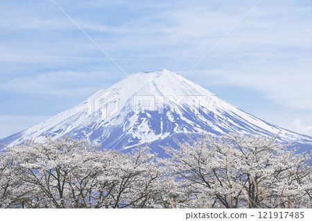 富士和櫻花 121917485