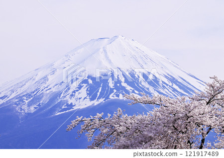 Fuji and cherry blossoms 121917489