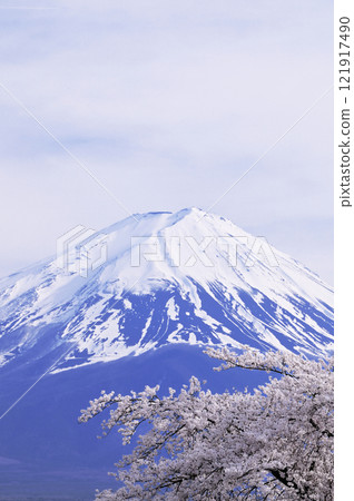 Fuji and cherry blossoms 121917490