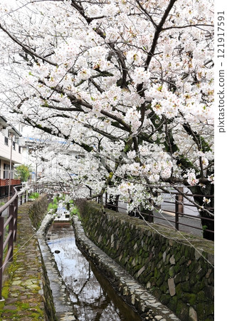 Cherry blossoms at Nigaryo Canal, Nakahara Ward, Kawasaki City, vertical position 121917591