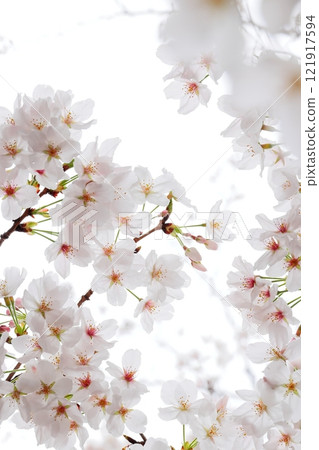 Cherry blossoms at Nigaryo Canal, close-up, Nakahara-ku, Kawasaki City, vertical position Cherry blossoms at Nigaryo Canal, close-up, Nakahara-ku, Kawasaki City, vertical position 121917594