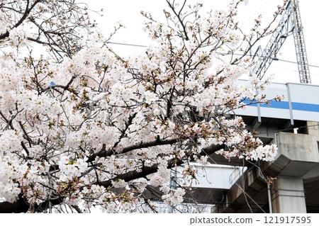 Cherry blossoms at Nigaryo Canal, Nakahara Ward, Kawasaki City Cherry blossoms at Nigaryo Canal, Nakahara Ward, Kawasaki City 121917595