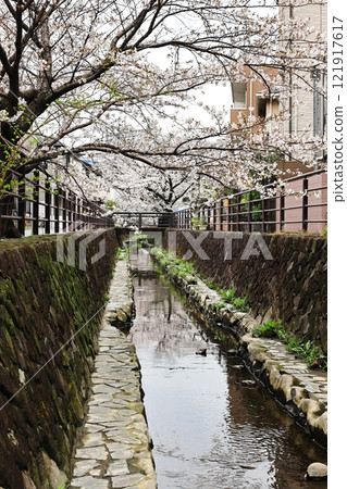 川崎市中原區 Nigaryo Water 的櫻花，垂直位置 121917617