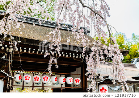 Kyoto cherry blossom at Kyoto Hirano Shrine Kyoto cherry blossom at Kyoto Hirano Shrine 121917710
