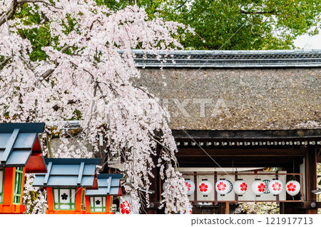 在京都Hirano寺廟的京都櫻花 121917713