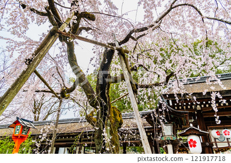 Kyoto cherry blossom at Kyoto Hirano Shrine Kyoto cherry blossom at Kyoto Hirano Shrine 121917718