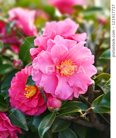 美麗的茶梅（Camellia sasanqua） 121917737