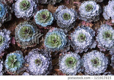 Full frame shot of an ornamental cabbage in the garden. It is flattened cabbage types with color in the center. Smooth round solid head with slightly wave leaves. 121917815
