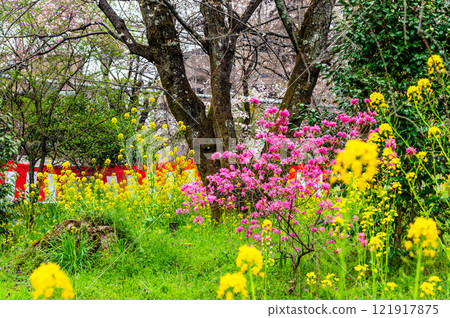Hirano Shrine in Kyoto with cherry blossoms in bloom 121917875
