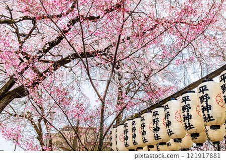 有櫻花的平野神社在京都 121917881