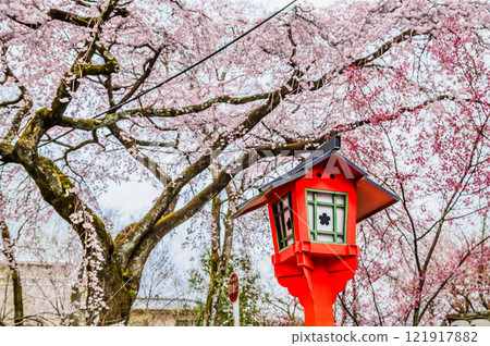 Hirano Shrine in Kyoto with cherry blossoms in bloom 121917882
