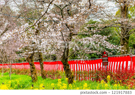 Hirano Shrine in Kyoto with cherry blossoms in bloom 121917883