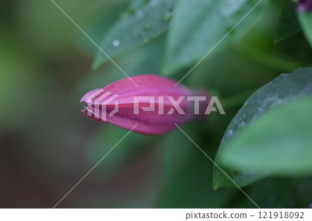 Passiflora Kew Gardens flower buds 121918092