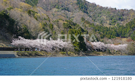 Kaizu Osaki Sakura 121918180