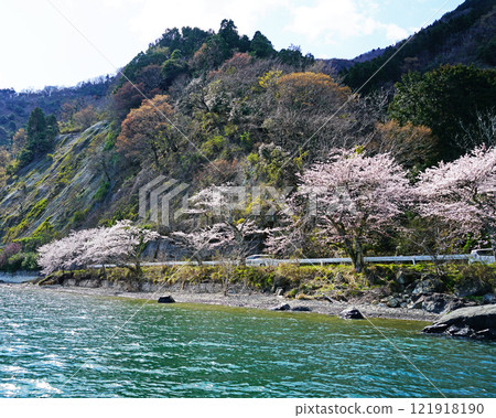 Kaizu Osaki Sakura Kaizu Osaki Sakura 121918190