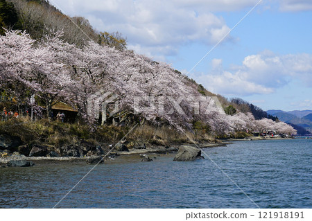 Kaizu Osaki Sakura 121918191