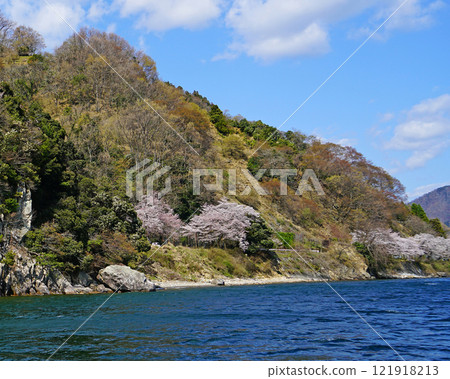 Kaizu Osaki Sakura Kaizu Osaki Sakura 121918213