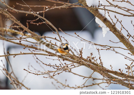 A varied tit perched on a dead winter branch 121918301