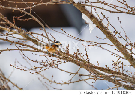 A varied tit perched on a dead winter branch 121918302