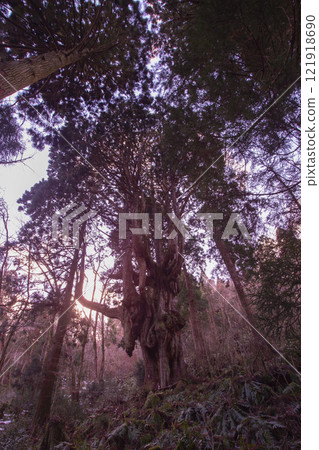 Chichi Cedar of Oki Island (Dōgo Island) Chichi Cedar of Oki Island (Dōgo Island) 121918690