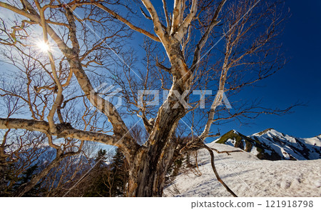 北阿爾卑斯冷池附近的白樺和鹿島矢鹿山頂 121918798