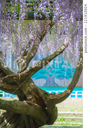 A landscape with wisteria 121918924