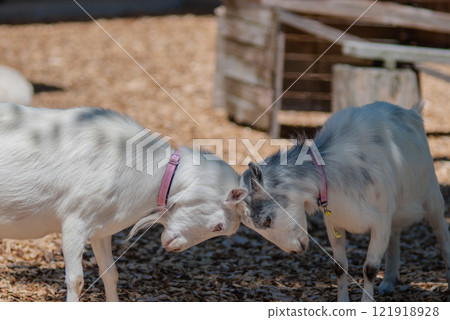 Headbutting Goat 121918928
