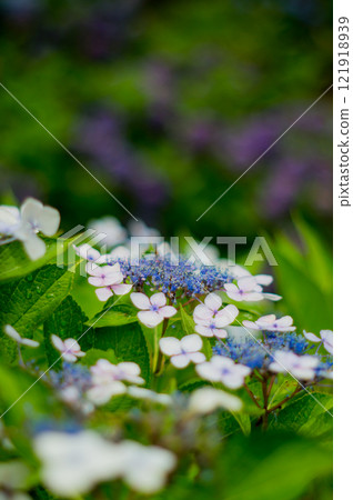 Blue hydrangea 3 121918939