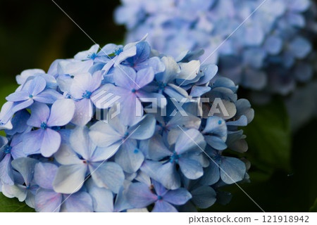 Blue hydrangea 5 Blue hydrangea 5 121918942