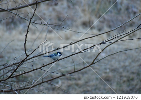 山雀在樹枝上邊緣 山雀在樹枝上邊緣 121919076