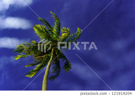 Palm tree with sky in the background 121919204
