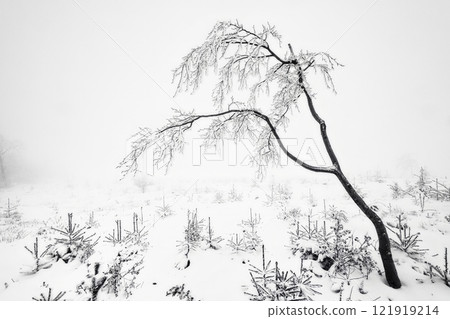 Lonely beech tree in winter landscape Lonely beech tree in winter landscape 121919214
