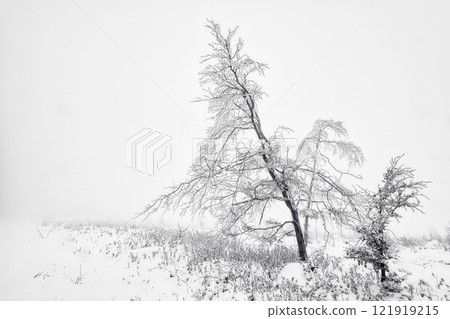 Lonely beech tree in winter landscape Lonely beech tree in winter landscape 121919215