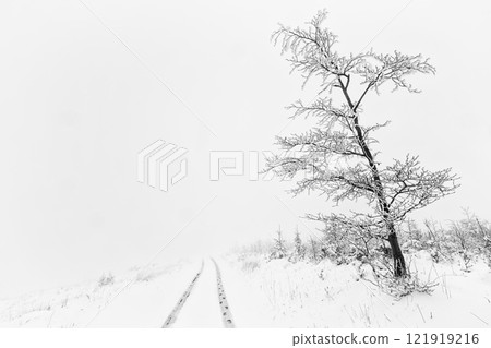 Lonely beech tree in winter landscape Lonely beech tree in winter landscape 121919216