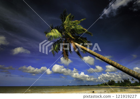 Palm tree on the beach with sky Palm tree on the beach with sky 121919227