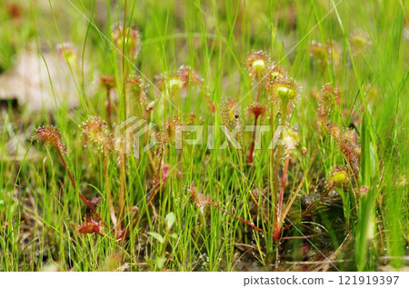 長滿青苔的濕地 121919397