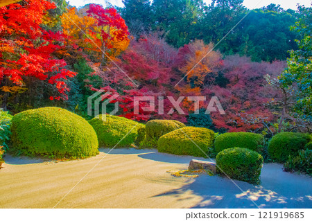 【京都風景】秋日陽光下染紅的紫仙堂庭園 【京都風景】秋日陽光下染紅的紫仙堂庭園 121919685