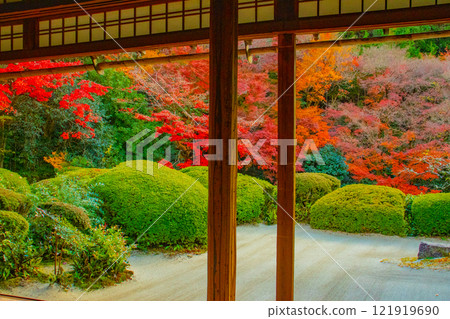 【京都風景】秋日陽光下染紅的紫仙堂庭園 【京都風景】秋日陽光下染紅的紫仙堂庭園 121919690
