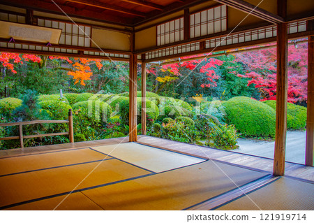 【京都風景】秋日陽光下染紅的紫仙堂庭園 【京都風景】秋日陽光下染紅的紫仙堂庭園 121919714