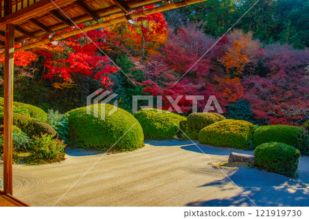 【京都風景】秋日陽光下染紅的紫仙堂庭園 【京都風景】秋日陽光下染紅的紫仙堂庭園 121919730