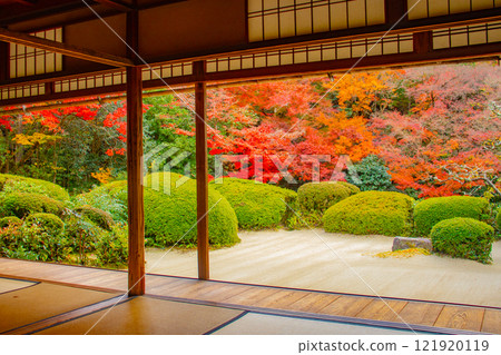 【京都風景】秋日陽光下染紅的紫仙堂庭園 【京都風景】秋日陽光下染紅的紫仙堂庭園 121920119