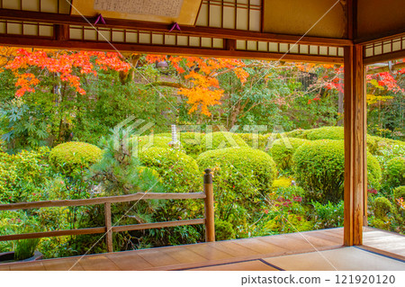 【京都風景】秋日陽光下染紅的紫仙堂庭園 【京都風景】秋日陽光下染紅的紫仙堂庭園 121920120
