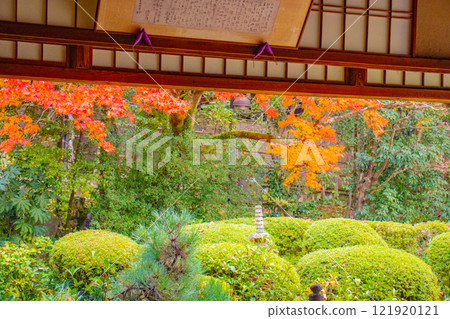 【京都風景】秋日陽光下染紅的紫仙堂庭園 【京都風景】秋日陽光下染紅的紫仙堂庭園 121920121
