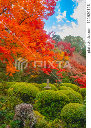 【京都風景】秋日陽光下染紅的紫仙堂庭園 121920128