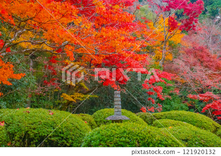 [Kyoto Scenery] Shisendo Temple: A garden dyed red by the autumn sun 121920132