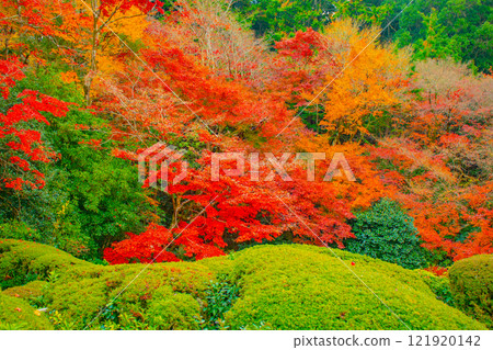 [Kyoto Scenery] Shisendo Temple: A garden dyed red by the autumn sun 121920142