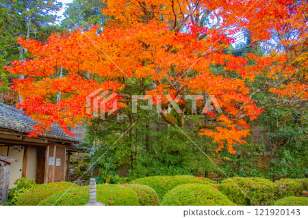 【京都風景】秋日陽光下染紅的紫仙堂庭園 121920143